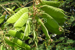 Caesalpinia decapetala